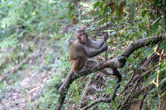 Macaca mulatta