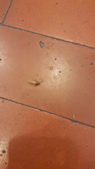 Ectobius vittiventris