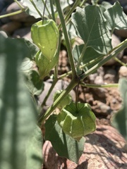 Physalis hederifolia
