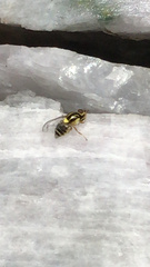 Thaumatomyia