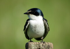 Tachycineta leucorrhoa