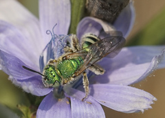 Agapostemon texanus