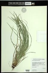 Carex jamesii