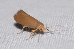 Crassa unitella