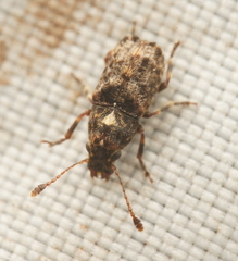 Cacephatus