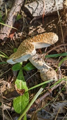 Pantherinae