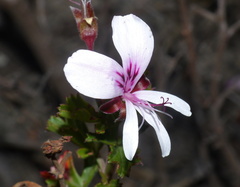 Pelargonium ternatum