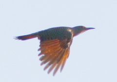 Colaptes auratus luteus