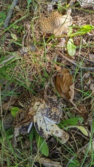 Pantherinae