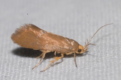 Crassa unitella