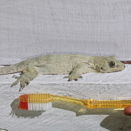 Ternate Dtella, Gehyra marginata