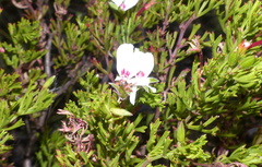 Pelargonium ternatum