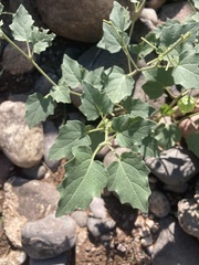 Physalis hederifolia