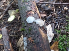 Myxarium nucleatum