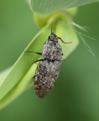 Agrypnus murinus