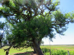 Sapium glandulosum