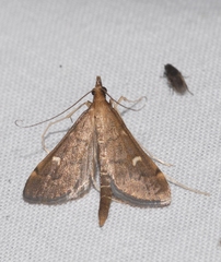 Dolicharthria punctalis