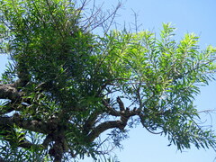 Sapium glandulosum