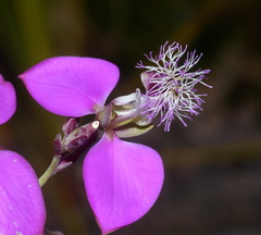 Polygala bracteolata