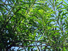 Sapium glandulosum
