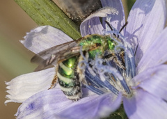 Agapostemon texanus