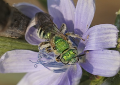 Agapostemon texanus