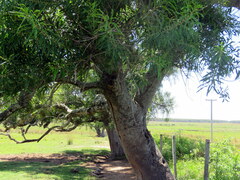 Sapium glandulosum