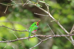 Todus multicolor