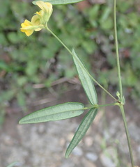 Rhynchosia leucoscias