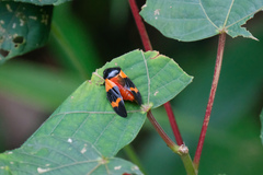 Cosmoscarta abdominalis