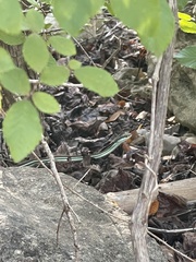 Thamnophis proximus rubrilineatus
