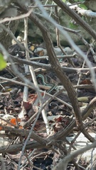 Thamnophis proximus rubrilineatus
