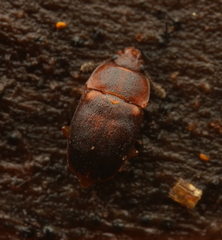 Epuraea