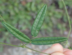 Rhynchosia leucoscias