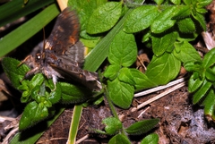 Notodonta dromedarius