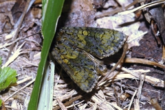 Craniophora ligustri