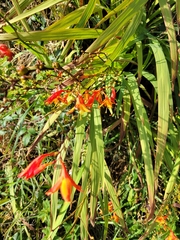 Crocosmia aurea