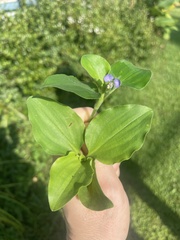 Commelina benghalensis