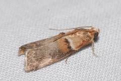 Acrobasis tumidana