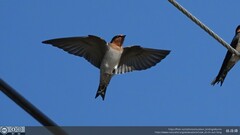 Hirundo tahitica