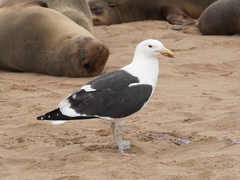 Larus dominicanus vetula