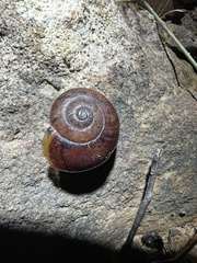Austrorhytida capillacea