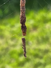 Cyclosa