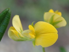 Rhynchosia leucoscias