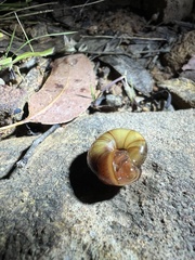 Austrorhytida capillacea