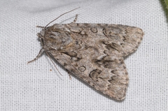 Acronicta auricoma