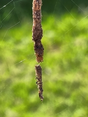 Cyclosa