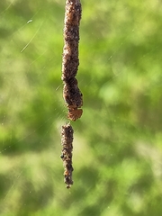 Cyclosa