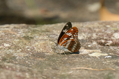 Limenitis sulpitia