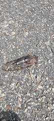 Cicadidae
